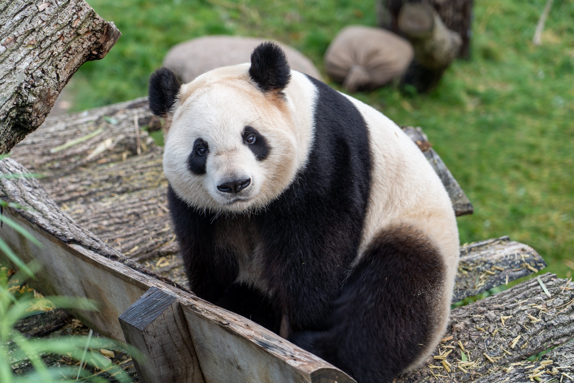 Osos panda, de animales “en peligro de extinción” a “vulnerables”