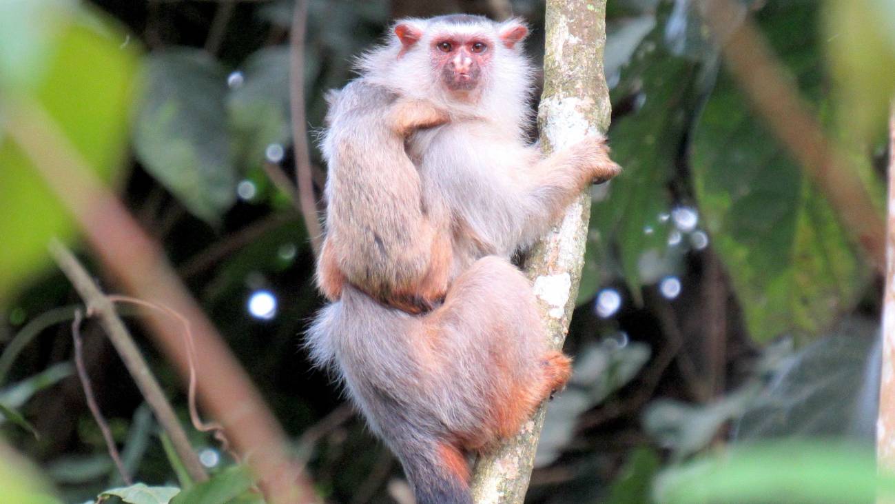 Descubierta una nueva especie de tití en la Amazonia brasileña