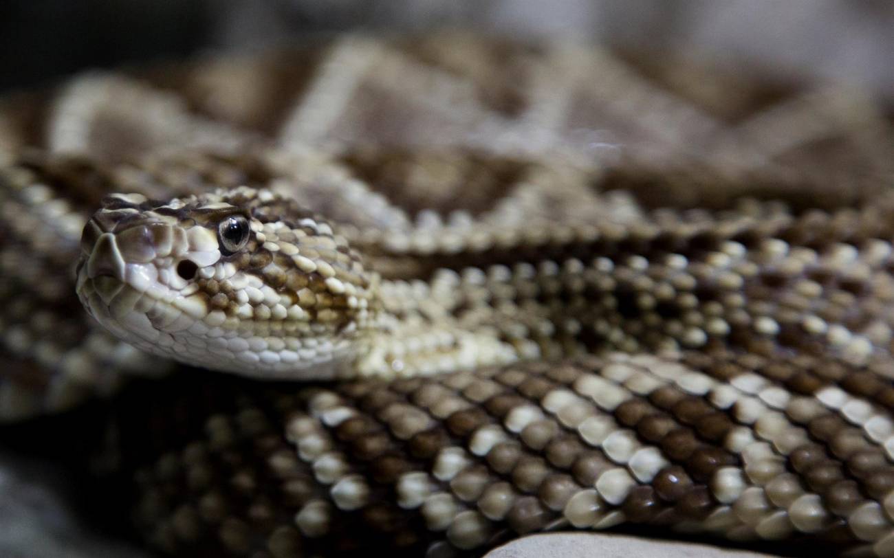 La serpiente de cascabel engaña con su sonido a las posibles amenazas