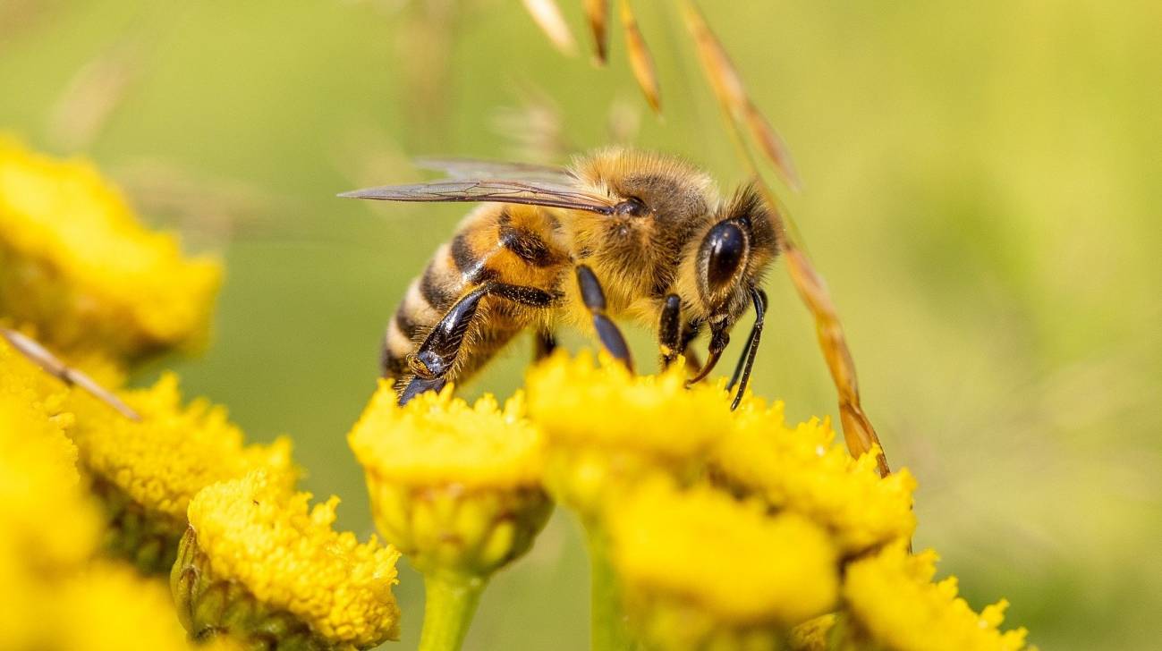 Las especies de abejas con cerebros más grandes aprenden mejor