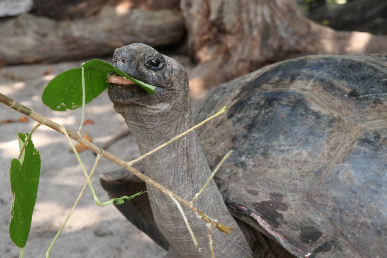 Las tortugas gigantes cazan y comen aves