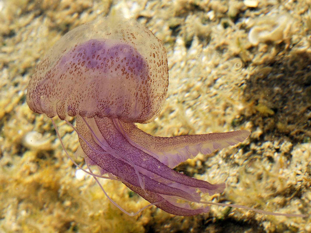 Medusas, ¿son cada vez más frecuentes y abundantes?