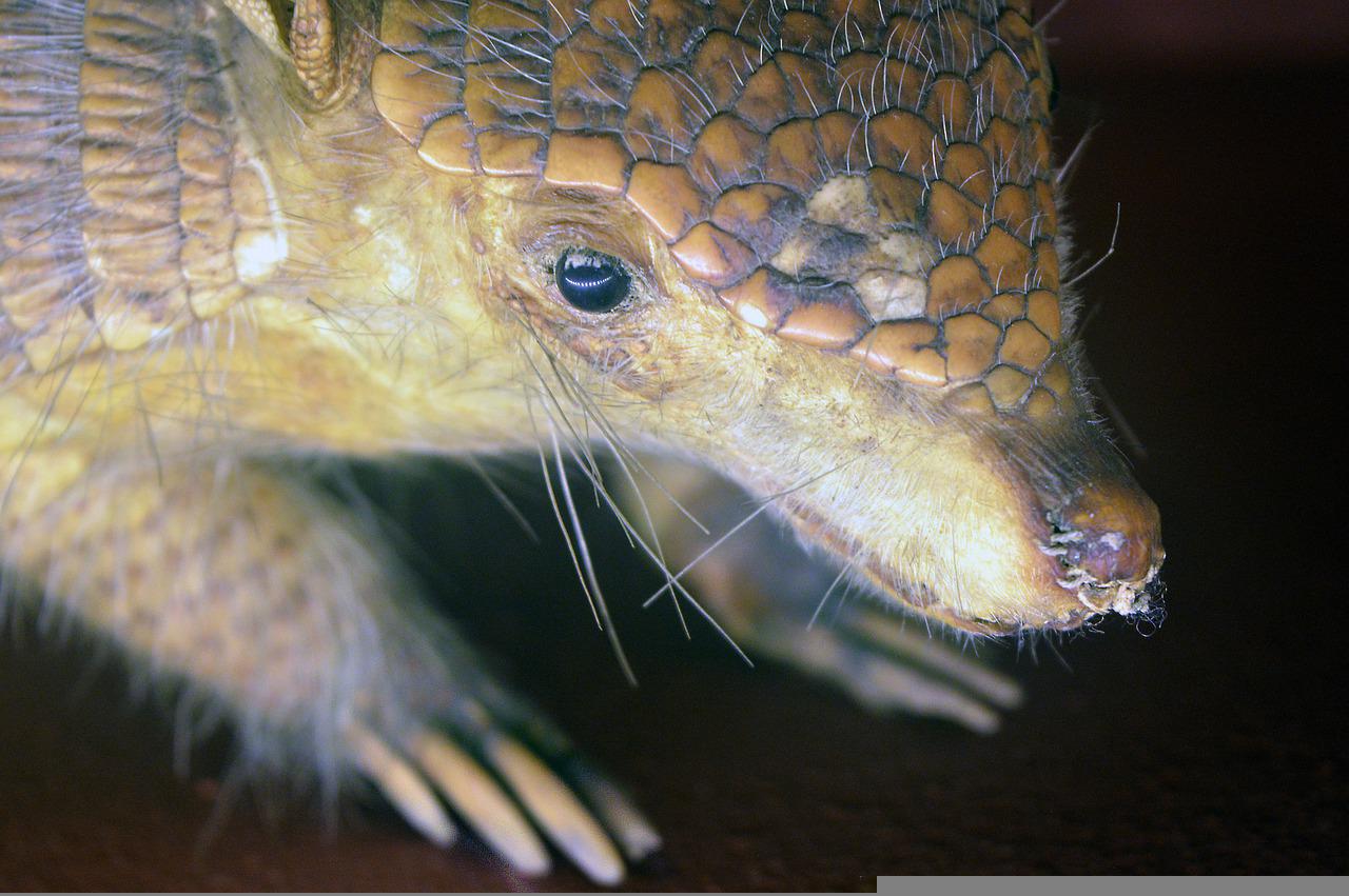 Hallan fósil de armadillo andino gigante al norte de Buenos Aires