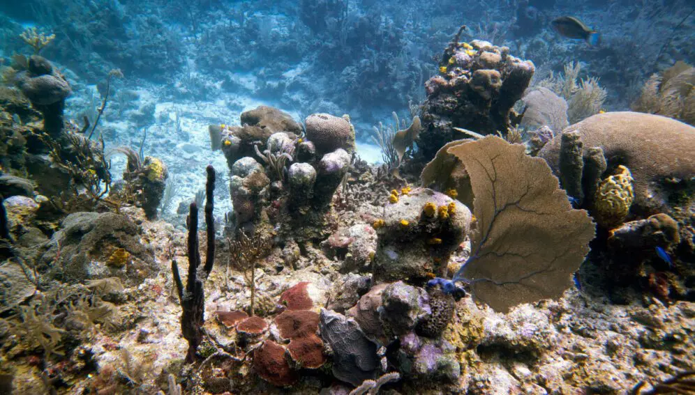 Caribe mexicano: arrecifes de coral en riesgo por cremas solares