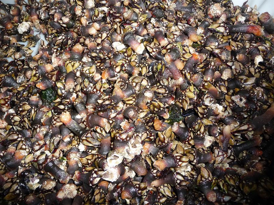 Crean un pegamento de sellado rápido de heridas inspirado en los percebes