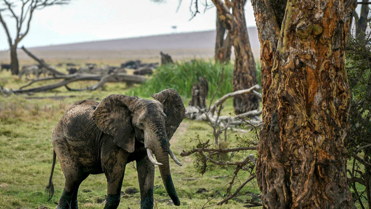 Kenia lanza el primer censo nacional de fauna salvaje