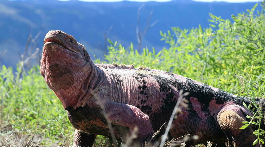 Expertos estiman en 211 ejemplares la población de iguanas rosadas de Galápagos