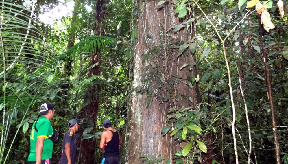 Territorios indígenas, gran escudo contra la deforestación