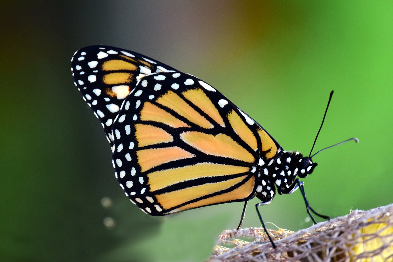 En busca de huevos de mariposas monarca en los jardines de Canadá