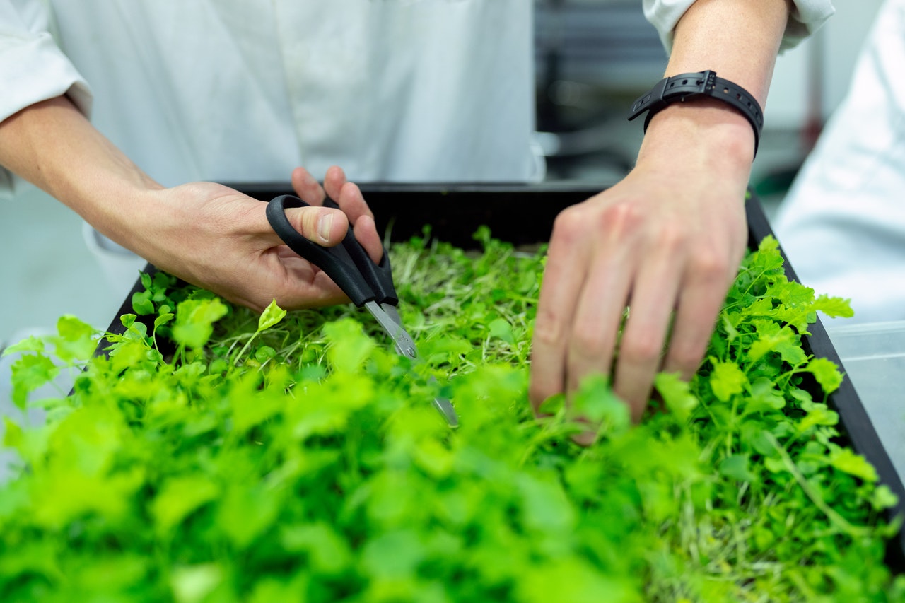 La “vacuna vegetal”, una apuesta de origen natural para combatir la COVID-19