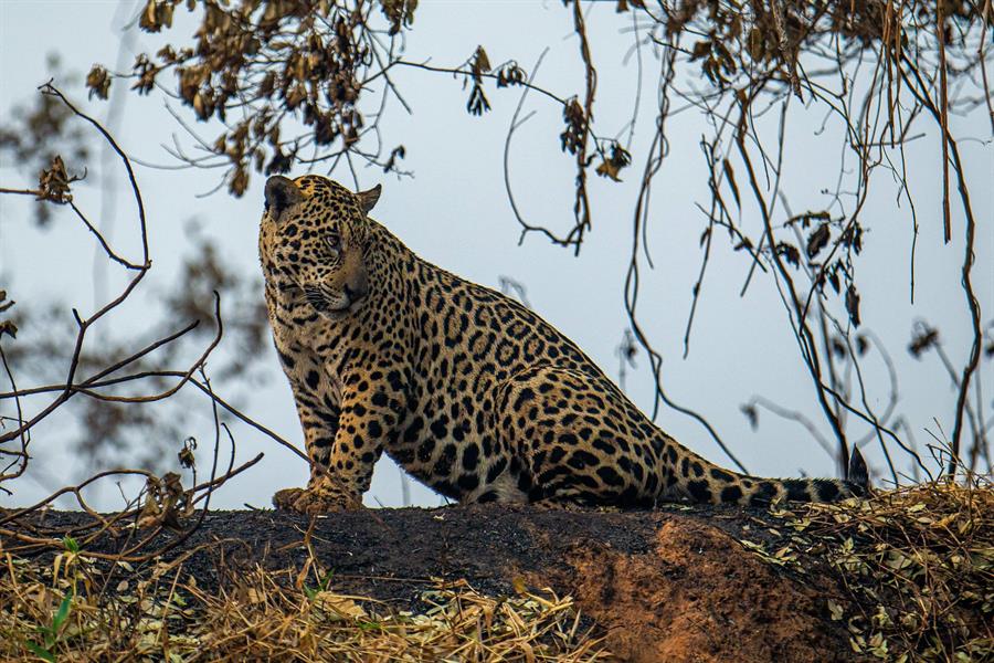 UICN pide invertir el 10 % de los fondos de recuperación en la naturaleza