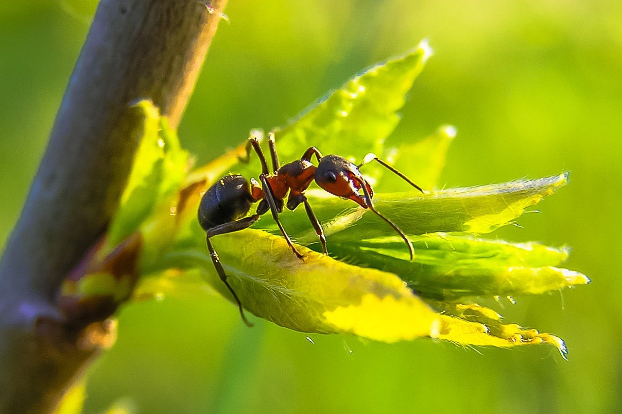 Hormigas: recomendaciones para un control biológico adecuado