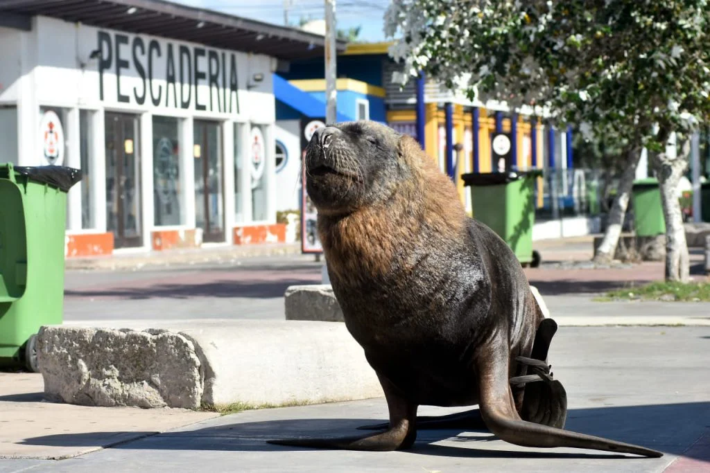 Lobos marinos invaden las calles de Mar del Plata, Argentina