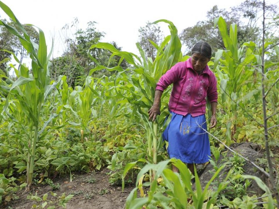 Los pueblos indígenas, guardianes de la biodiversidad, sufren discriminación