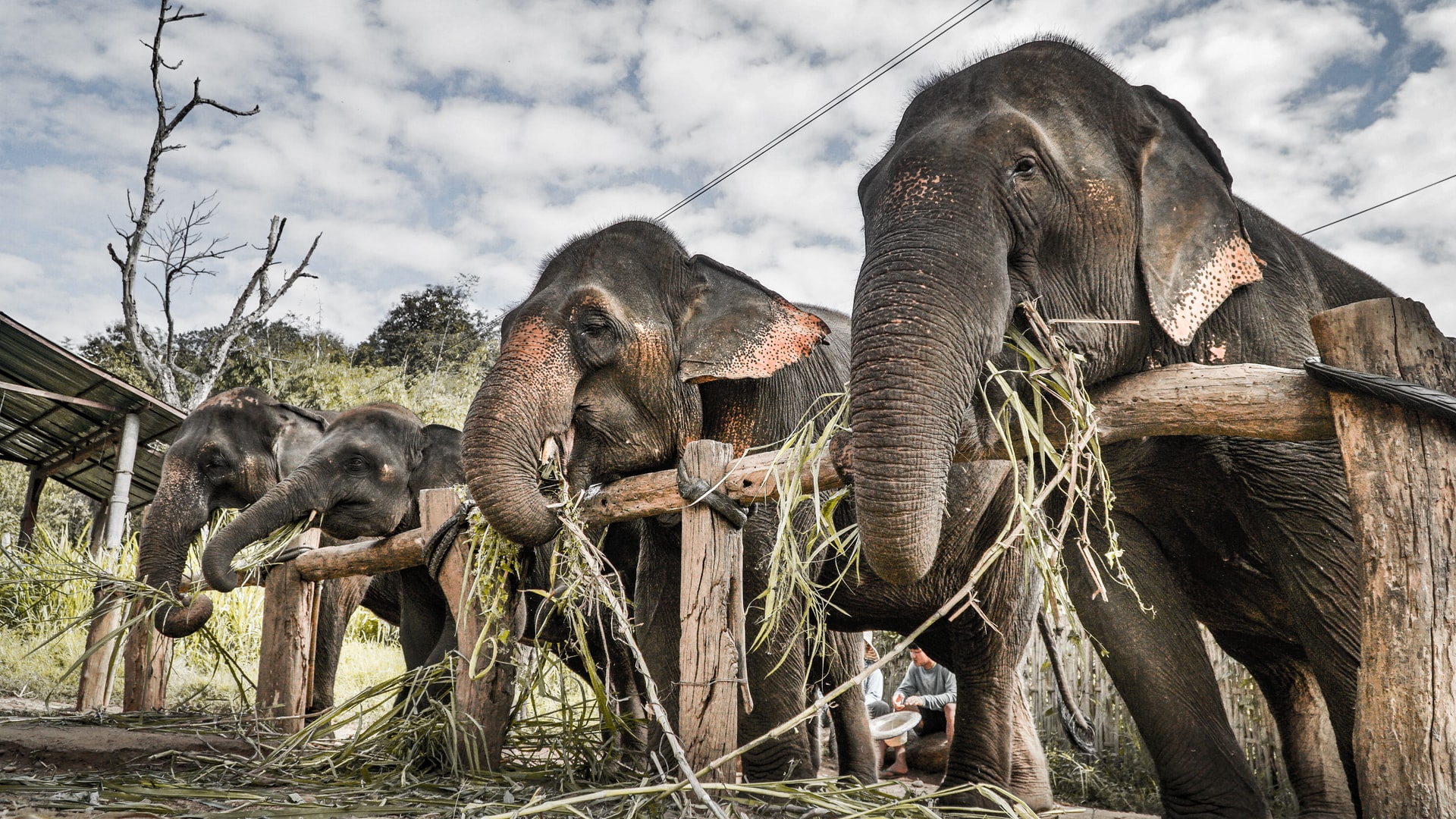 Elefantes rescatados inician una nueva vida en reserva natural de Tailandia