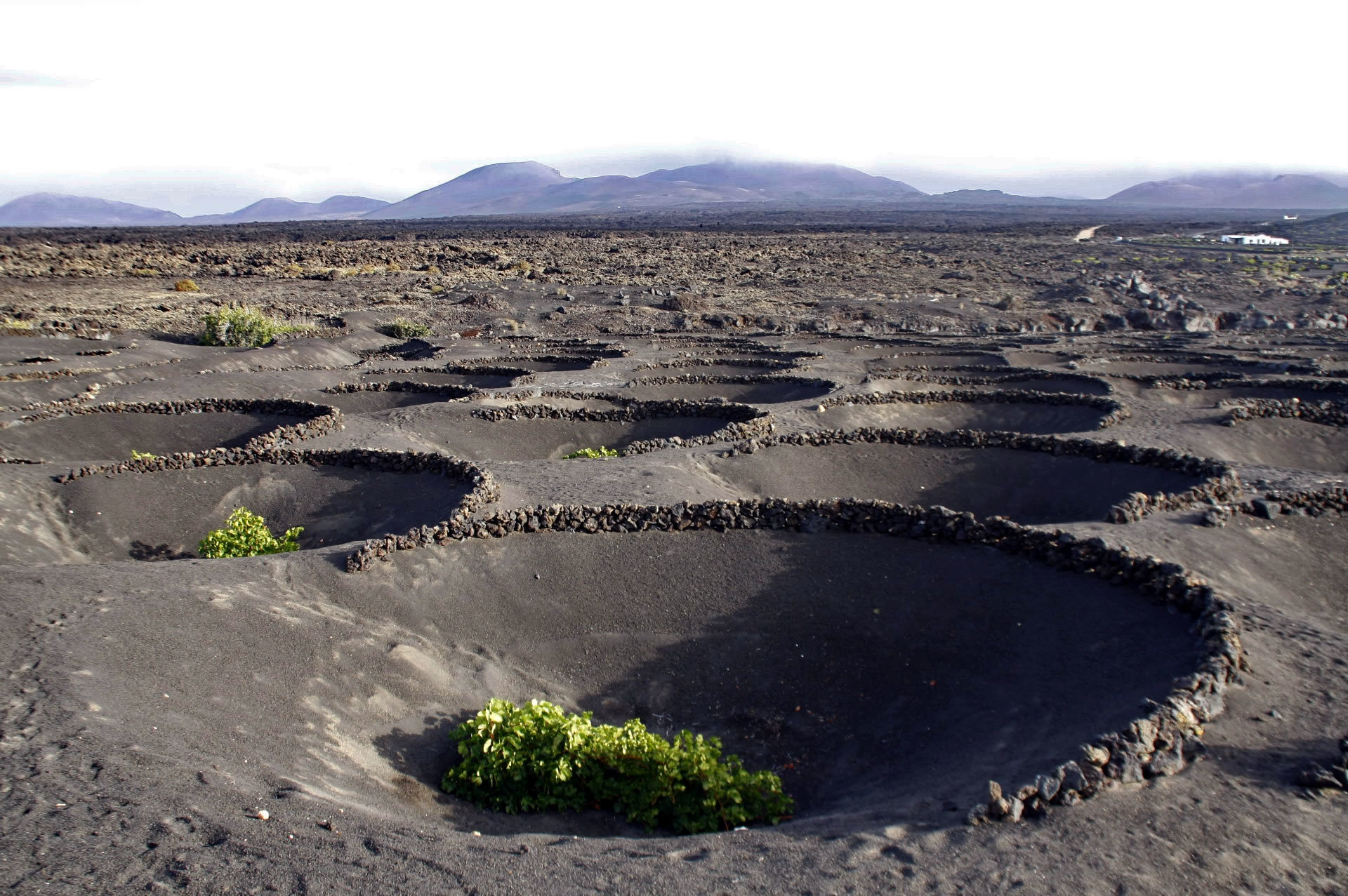 La isla canaria de Lanzarote ofrece vino entre ceniza volcánica