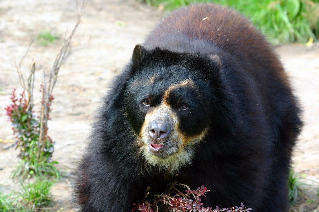 Oso de anteojos, el animal más emblemático de los Andes