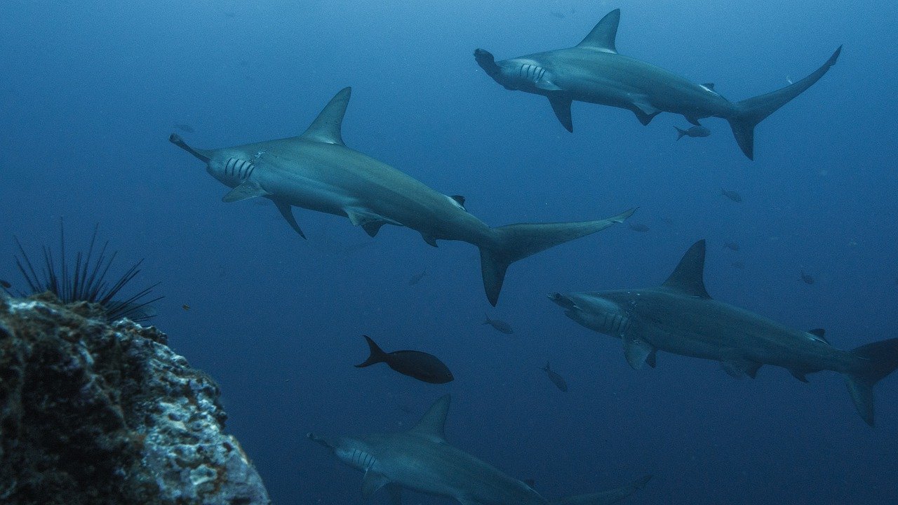 Una tiburón martillo cumple viaje de 4 mil kilómetros y desaparece