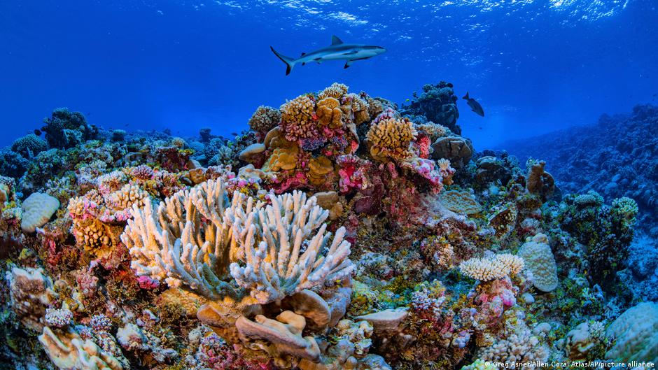 Científicos completan el primer mapa detallado de los arrecifes de coral del mundo