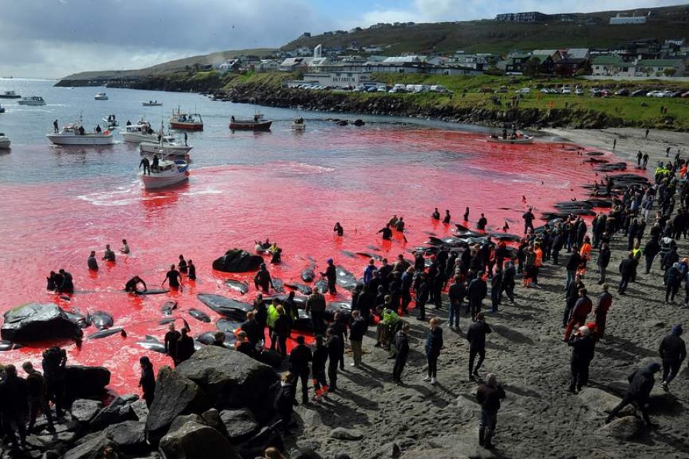 Las Islas Feroe evaluarán la caza de delfines tras la polémica muerte de miles de animales