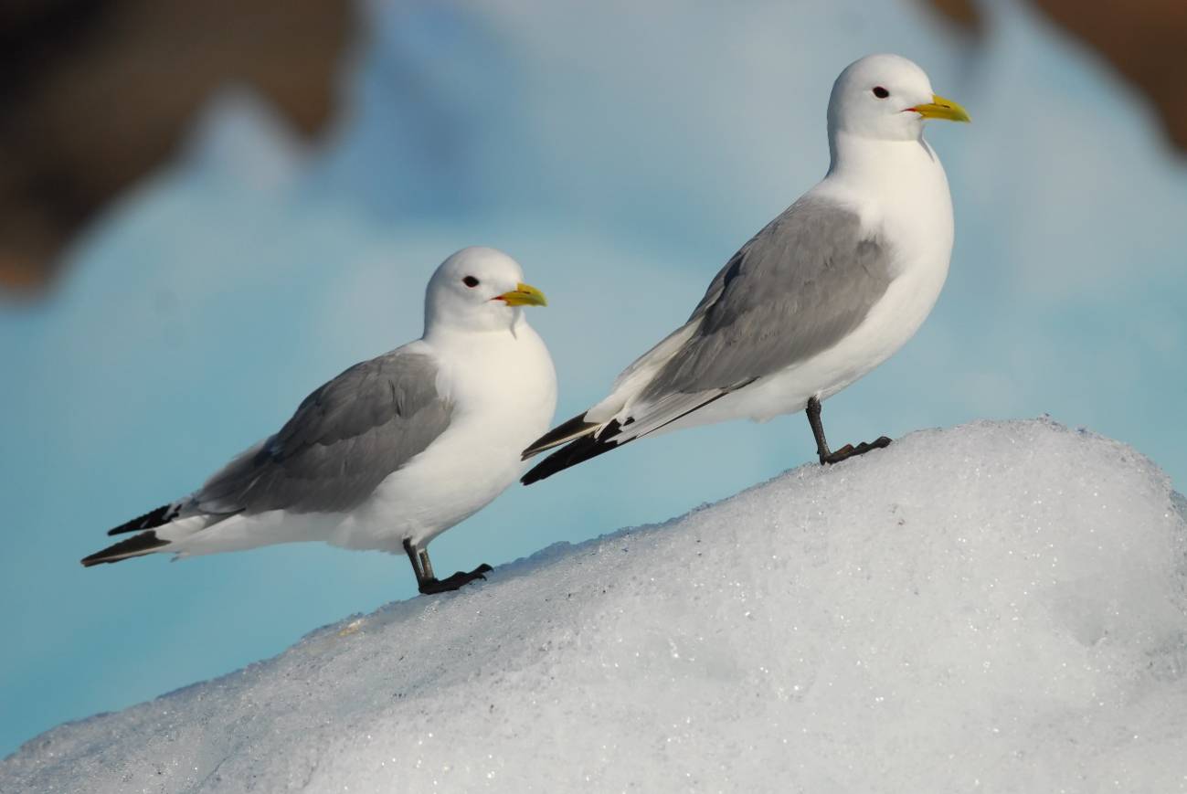 La desaparición del hielo en el Ártico amenaza las poblaciones de aves marinas