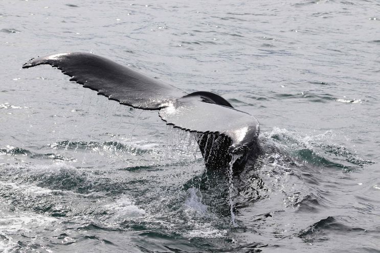 Científicos recolectan el soplo de ballenas para medir el estrés provocado por el turismo