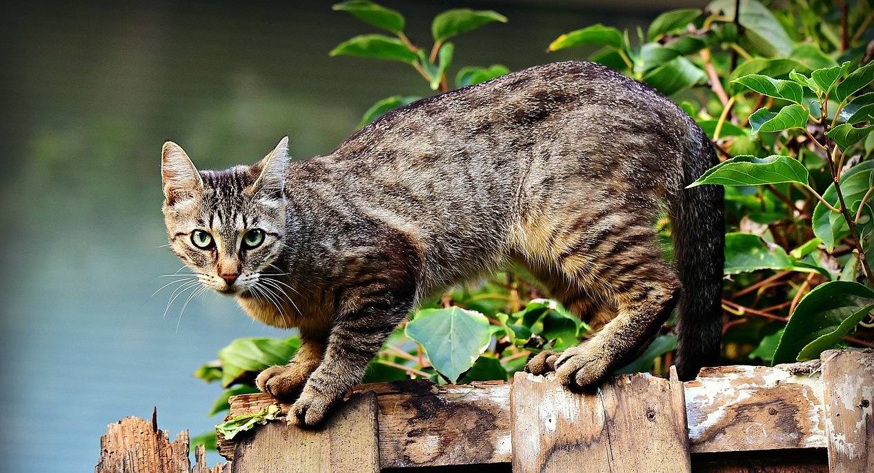 Estudio genético revela cómo se forman los patrones de color en los gatos