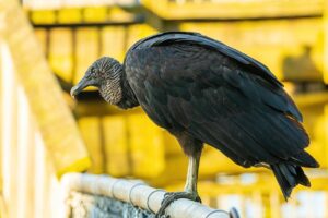 black-vulture-5391946_1280