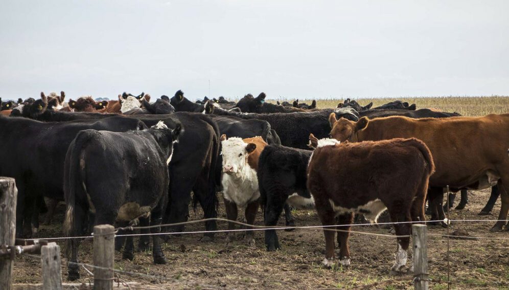 Dieta con mucha carne deja gran huella ambiental