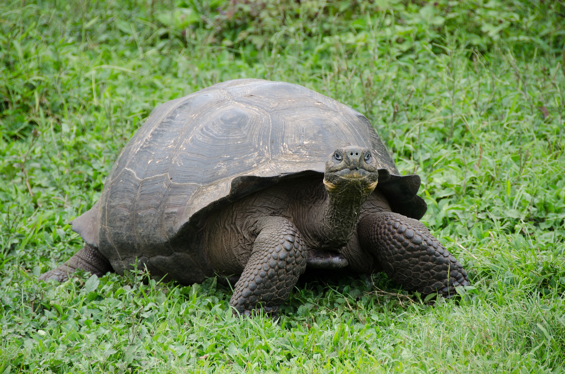 Recolectan 1.627 kilos de desechos en las islas Galápagos