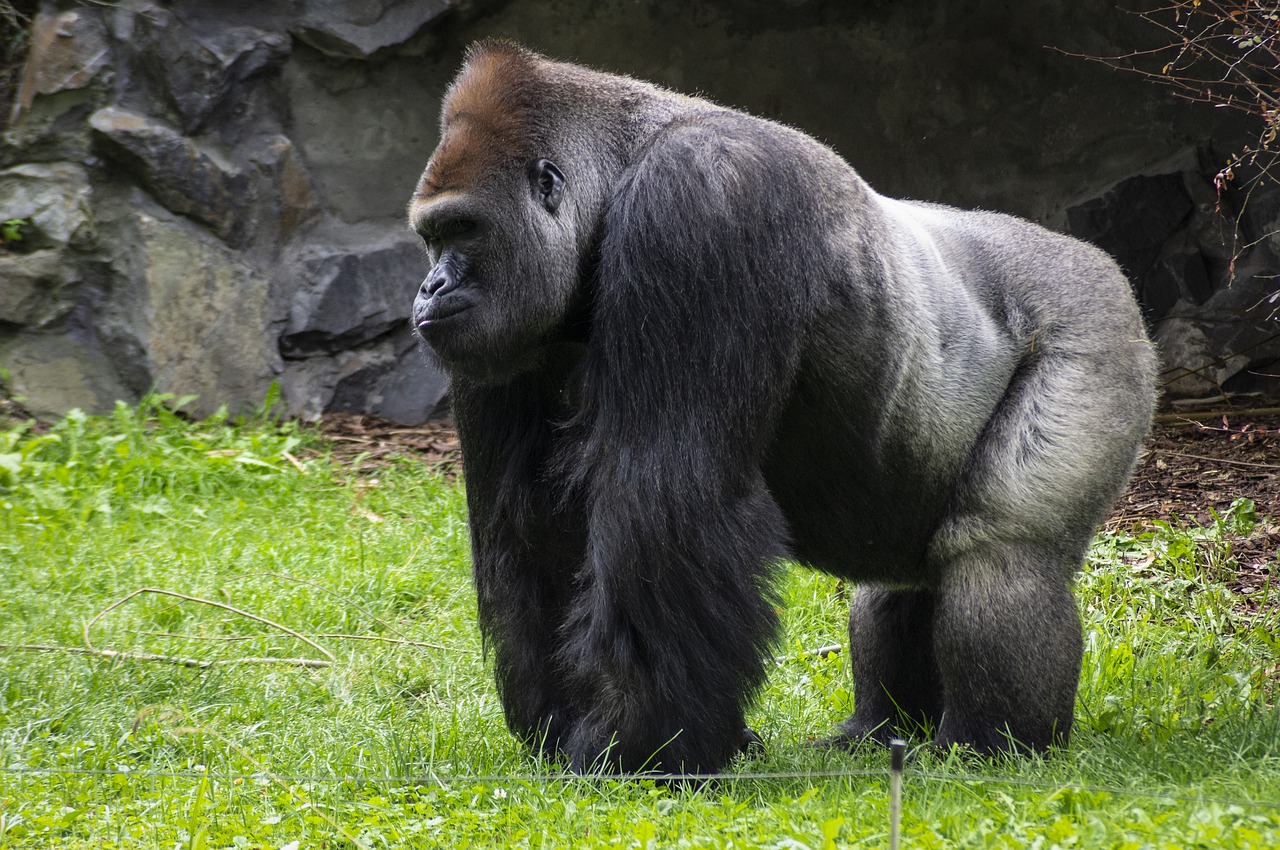 Gorilas de un zoo de EEUU en tratamiento por covid