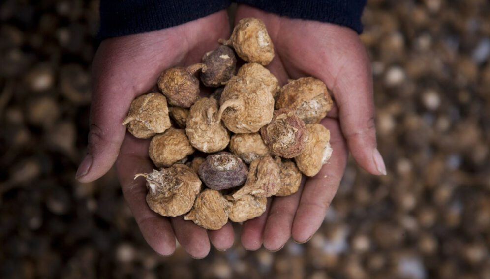 Maca contaminada revela efectos de actividad minera en Perú