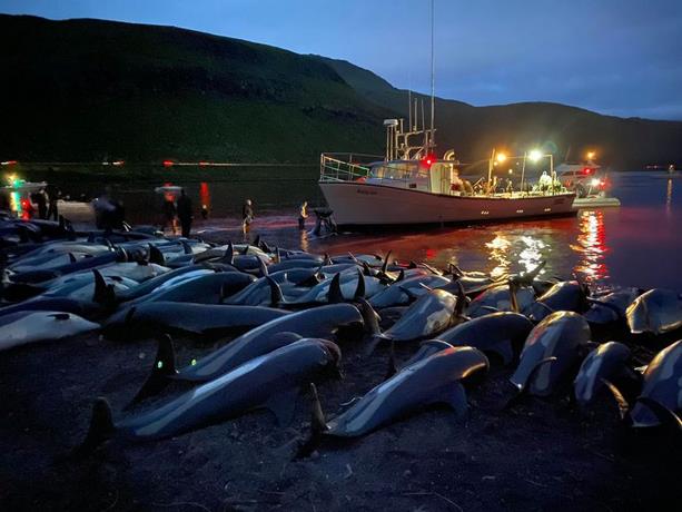 Más de 1.400 delfines muertos en una jornada de caza tradicional en las islas Feroe