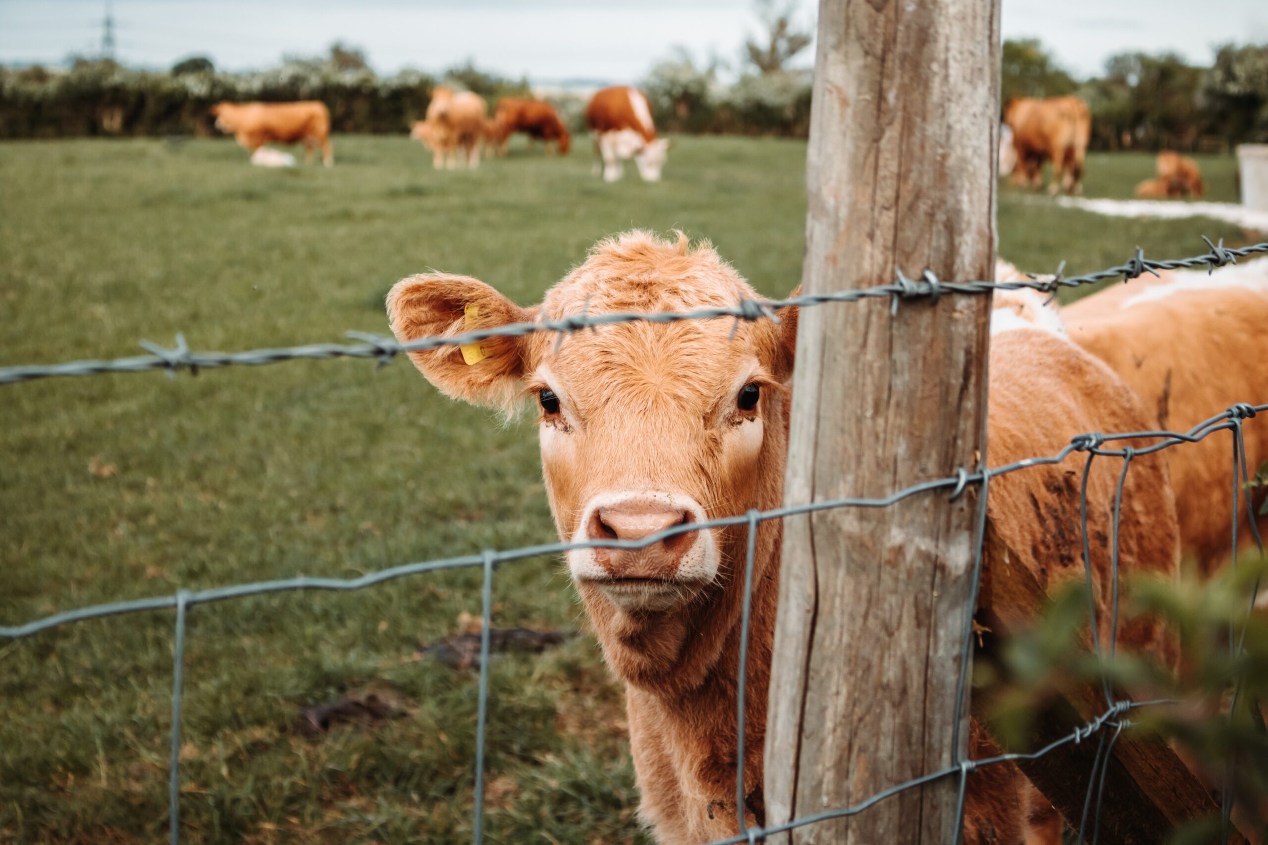 Un caso del mal de las «vacas locas» detectado en Inglaterra