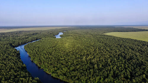 La selva tropical del Colchic, la apuesta ganadora para el medio ambiente