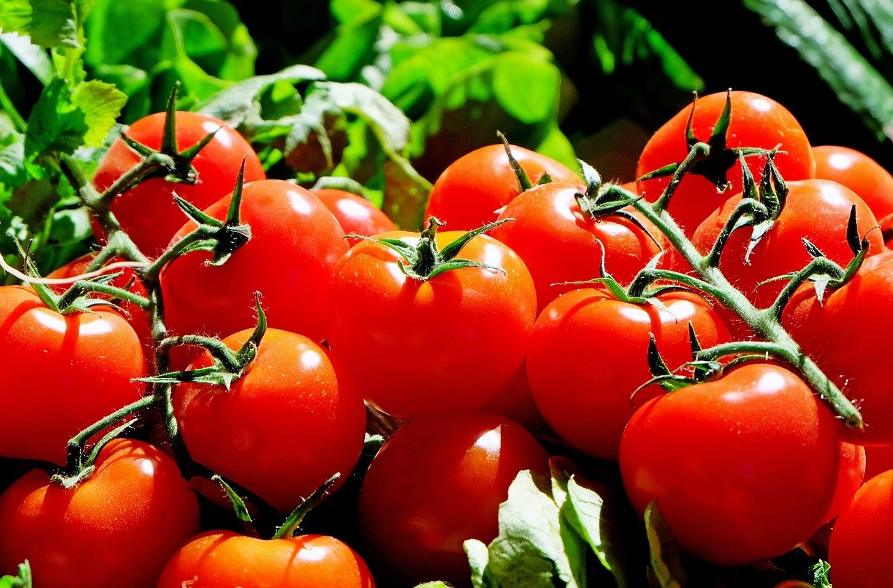 Japón autoriza venta de tomates con el genoma editado para tratar la hipertensión