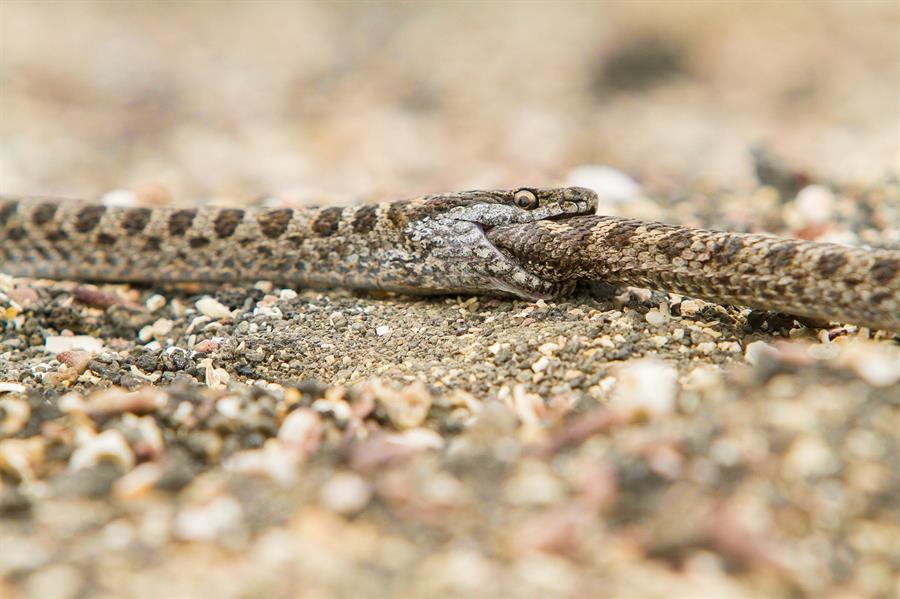 Estudio confirma canibalismo entre las culebras de Galápagos