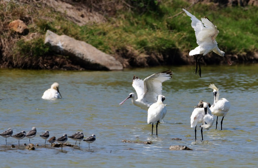 China publica libro blanco sobre conservación de biodiversidad