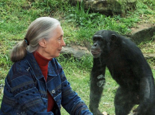 Jane Goodall: si perdemos la esperanza no haremos nada por el clima