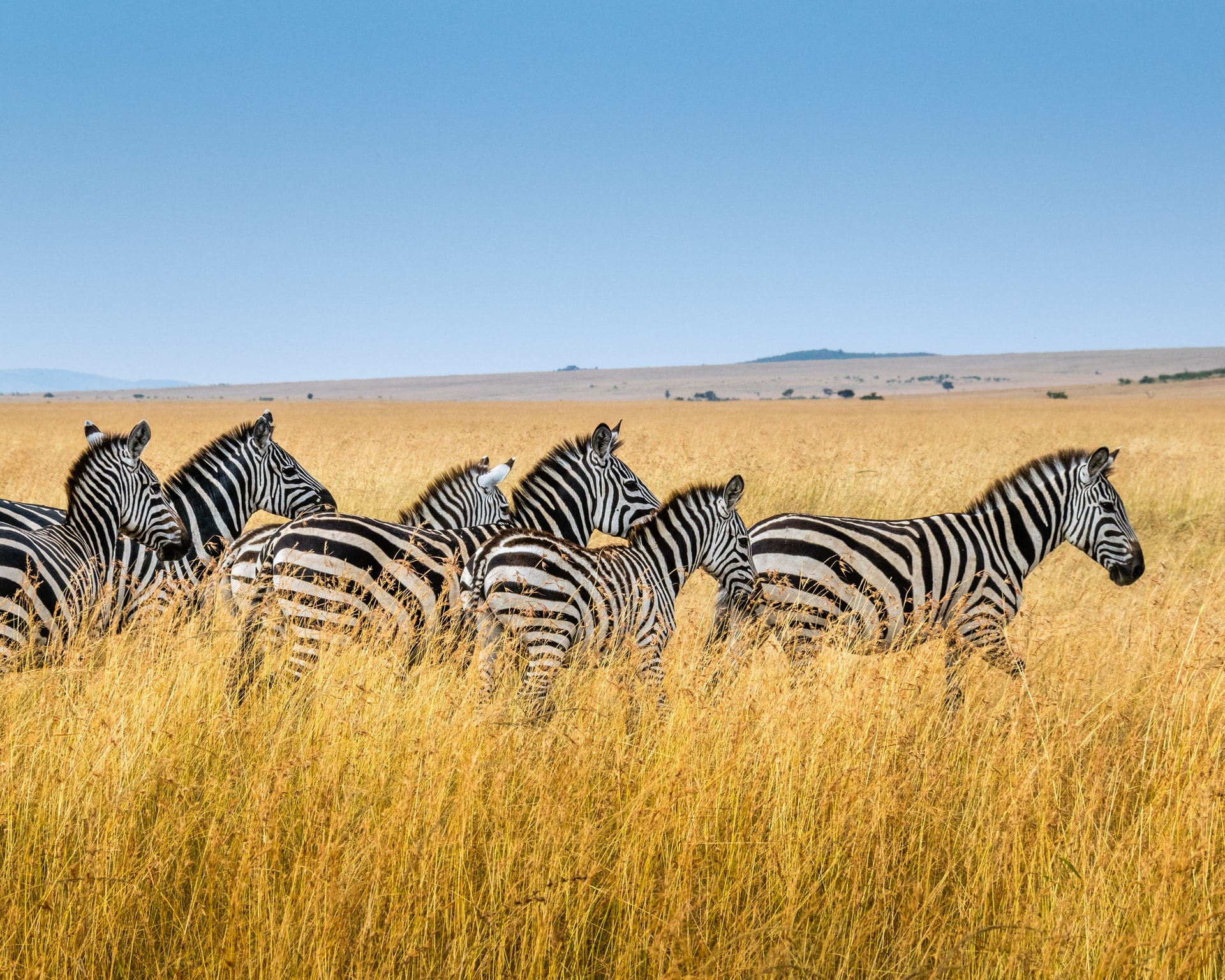 Grévy, la especie de cebra más amenazada del mundo