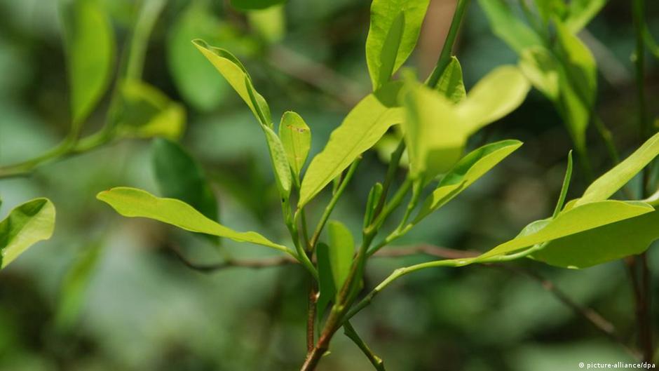 El cultivo de la hoja de coca, un sustento para las familias venezolanas