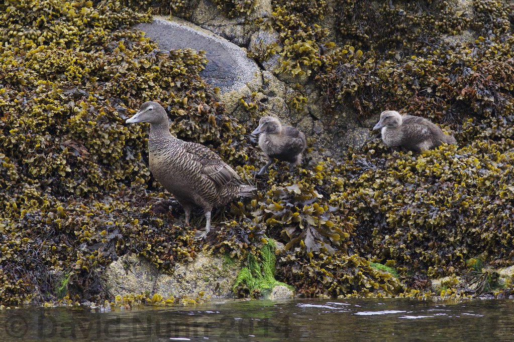 Islandia: los patos y la cosecha ancestral de plumas