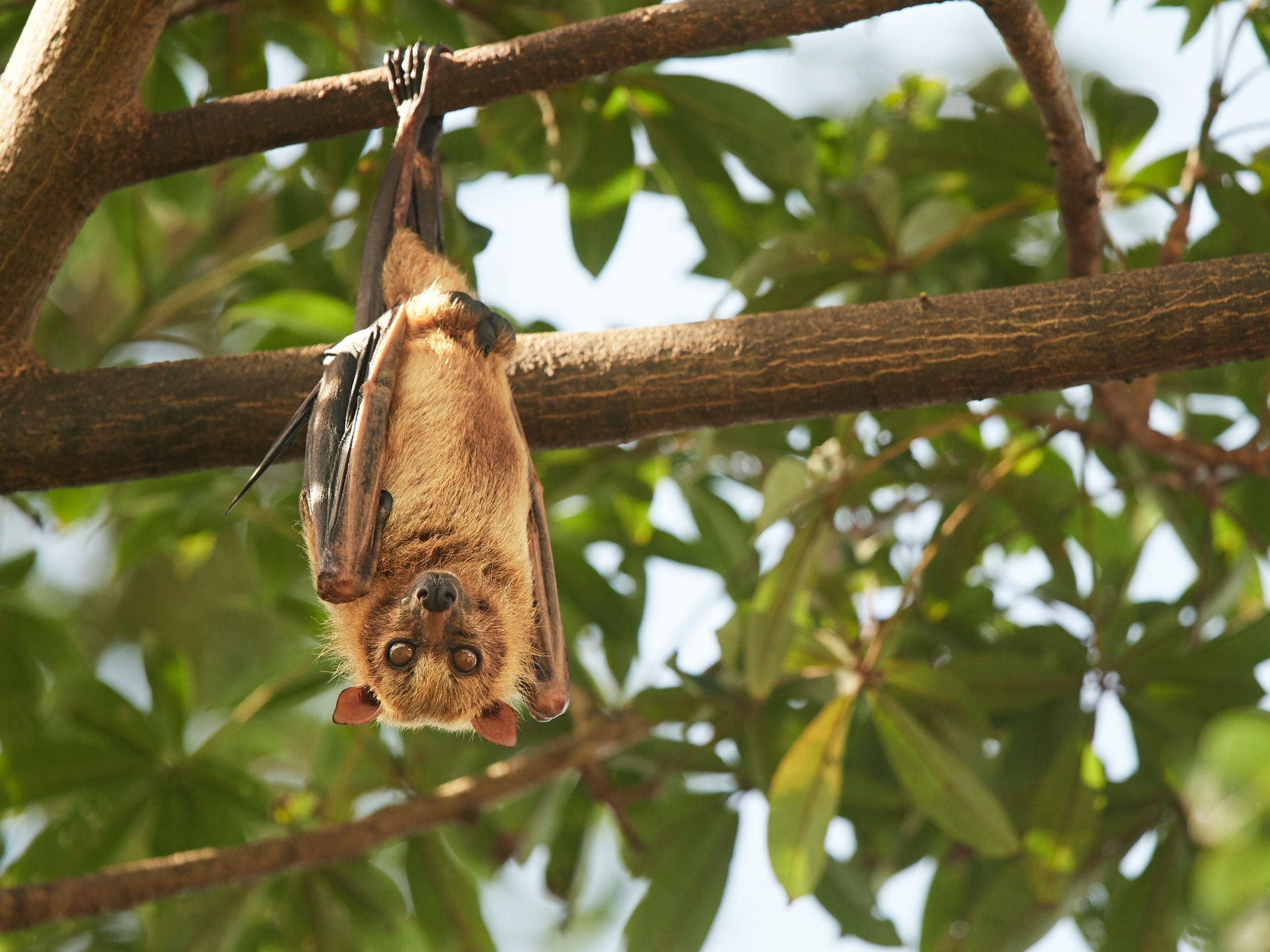 Murciélago, el único mamífero que vuela y que habita los cinco continentes