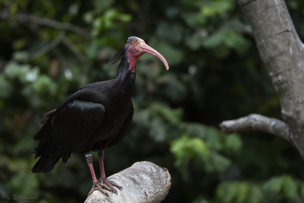 El ibis calvo del norte; de la cautividad a la naturaleza