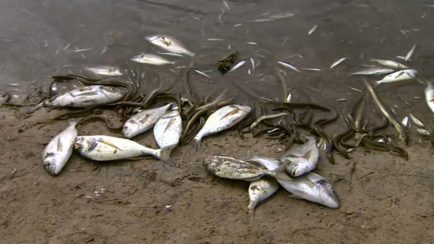 Millones de peces mueren por falta de oxígeno en el Mar Menor español