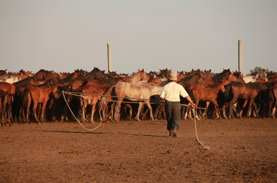 Localizan en el Cáucaso el origen del caballo doméstico
