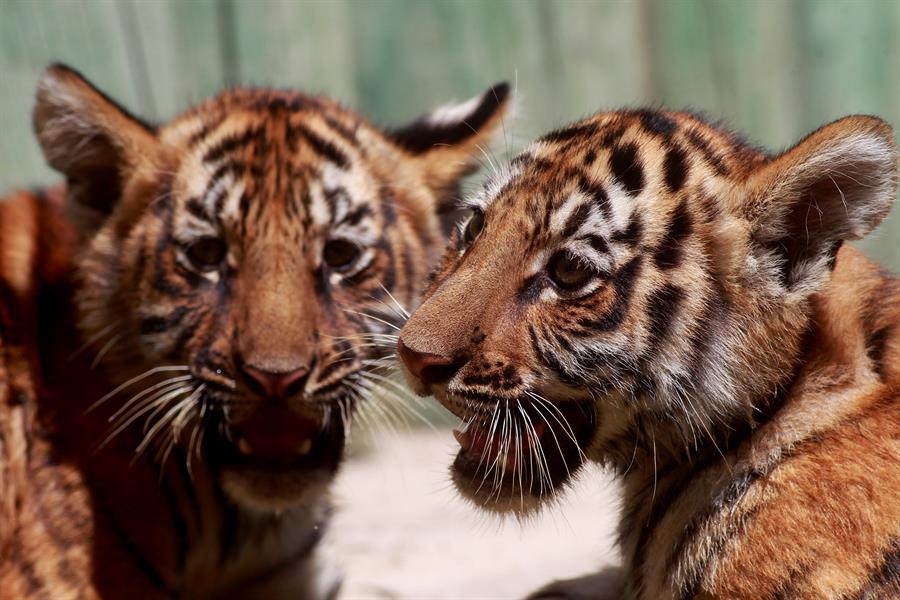 Cuatro cachorros de tigre deleitan a los visitantes de un zoológico en México