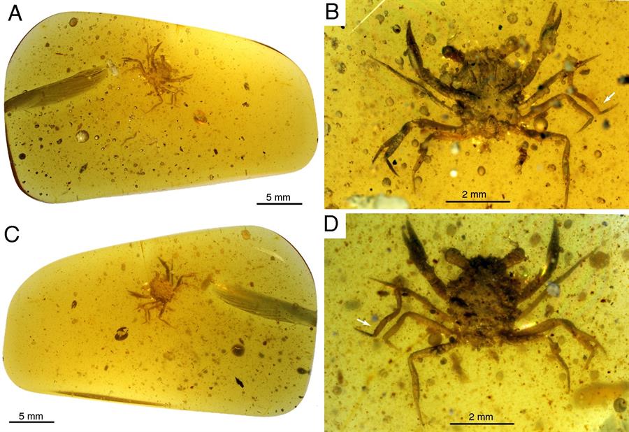 Un cangrejo en un ámbar de 100 millones de años ayuda a tejer su evolución