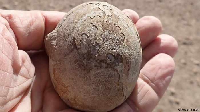 Encuentran un nido con más de 100 huevos de dinosaurios en la Patagonia argentina