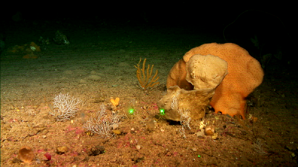 Halladas nuevas especies de esponjas en los montes submarinos del canal de Mallorca